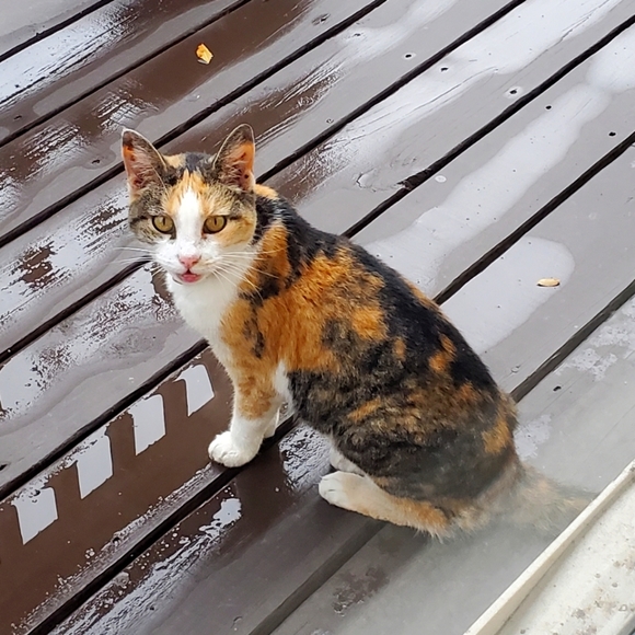 Follow Game - Picture 4 of 4